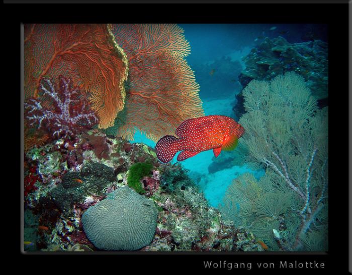 smaragd grouper 2.jpg - En av mina bästa bilder är också en av mina första!
Ute på Similan under min Advanced kurs.